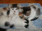 Кішки, кошенята Турецький ван, ціна 50 Грн., Фото