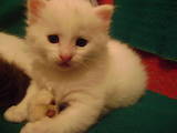 Кошки, котята Турецкая ангора, цена 160 Грн., Фото