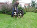 Собаки, щенята Великий Швейцарський зенненхунд, ціна 4600 Грн., Фото