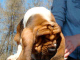 Собаки, щенки Бассет, цена 500 Грн., Фото