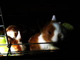Гризуни Кролики, ціна 200 Грн., Фото