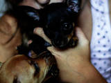 Собаки, щенята Той-пудель, ціна 1999 Грн., Фото