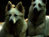 Собаки, щенки Белая Швейцарская овчарка, цена 1500 Грн., Фото