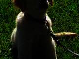 Собаки, щенята Золотистий ретрівер, ціна 2300 Грн., Фото