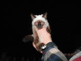 Кошки, котята Сиамская, цена 50 Грн., Фото