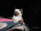 Кішки, кошенята Сіамська, ціна 50 Грн., Фото