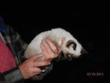 Кошки, котята Сиамская, цена 50 Грн., Фото