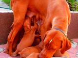 Собаки, щенята Угорська вижла, ціна 1500 Грн., Фото
