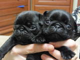Собаки, щенки Мопс, цена 1500 Грн., Фото