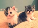 Кішки, кошенята Екзотична короткошерста, ціна 300 Грн., Фото
