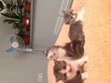 Кішки, кошенята Екзотична короткошерста, ціна 300 Грн., Фото