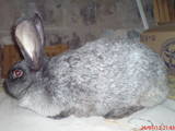 Гризуни Кролики, ціна 320 Грн., Фото