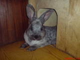 Гризуни Кролики, ціна 320 Грн., Фото