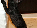 Кошки, котята Корниш-рекс, цена 1100 Грн., Фото