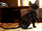 Кішки, кошенята Корніш-рекс, ціна 1100 Грн., Фото