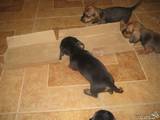 Собаки, щенята Гладкошерста мініатюрна такса, ціна 300 Грн., Фото