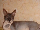 Кошки, котята Донской сфинкс, цена 300 Грн., Фото
