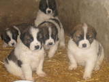 Собаки, щенки Сенбернар, цена 1000 Грн., Фото