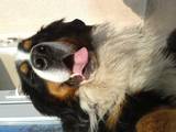 Собаки, щенята Гірський собака Берна, ціна 1000 Грн., Фото