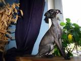 Собаки, щенята Левретка, ціна 9000 Грн., Фото