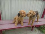 Собаки, щенки Вельштерьер, цена 1600 Грн., Фото
