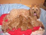 Собаки, щенята Карликовий пудель, ціна 2700 Грн., Фото