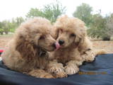 Собаки, щенки Той-пудель, цена 1500 Грн., Фото