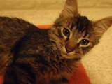 Кошки, котята Сибирская, цена 2 Грн., Фото