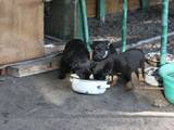Собаки, щенята Безпорідна, ціна 2 Грн., Фото