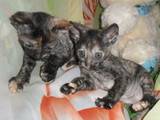 Кішки, кошенята Корніш-рекс, ціна 800 Грн., Фото