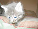 Кішки, кошенята Сибірська, ціна 5 Грн., Фото