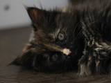 Кішки, кошенята Турецька Ангора, ціна 100 Грн., Фото