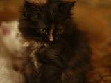 Кішки, кошенята Турецька Ангора, ціна 100 Грн., Фото