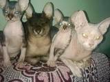 Кішки, кошенята Петербурзький сфінкс, ціна 1000 Грн., Фото