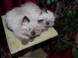 Кошки, котята Невская маскарадная, цена 1200 Грн., Фото