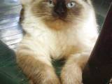 Кішки, кошенята Невськая маскарадна, ціна 1200 Грн., Фото