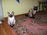 Кішки, кошенята Тайська, ціна 1600 Грн., Фото