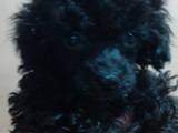 Собаки, щенята Той-пудель, ціна 4000 Грн., Фото