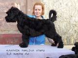 Собаки, щенята Чорний тер'єр, ціна 5600 Грн., Фото