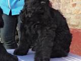 Собаки, щенки Черный терьер, цена 5600 Грн., Фото
