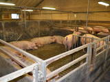 Животноводство Оборудование для  свиных ферм, цена 50000 Грн., Фото