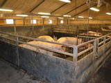 Животноводство Оборудование для  свиных ферм, цена 50000 Грн., Фото