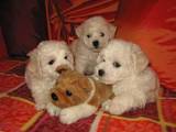 Собаки, щенки Бишон фрисе, Фото