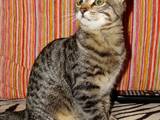 Кішки, кошенята Єгипетська мау, ціна 400 Грн., Фото