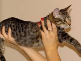 Кішки, кошенята Єгипетська мау, ціна 400 Грн., Фото