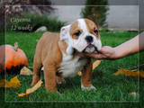 Собаки, щенки Английский бульдог, цена 8000 Грн., Фото