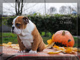 Собаки, щенята Англійський бульдог, ціна 8000 Грн., Фото