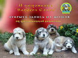 Собаки, щенята Південноросійська вівчарка, ціна 8000 Грн., Фото