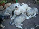 Собаки, щенята Південноросійська вівчарка, ціна 8000 Грн., Фото
