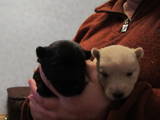 Собаки, щенята Скотчтерьер, ціна 2000 Грн., Фото